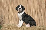 DOGUE ALLEMAND 602